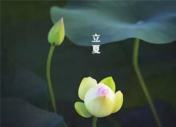 立夏已至，萬物向陽；